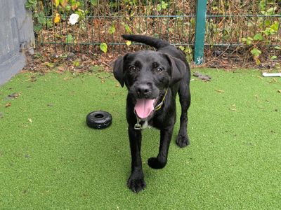 Minnie | Terrier (Patterdale) Cross | Shoreham (Sussex) - 3