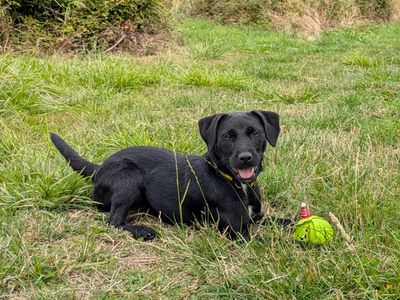 Minnie | Terrier (Patterdale) Cross | Shoreham (Sussex) - 5