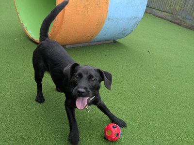 Minnie | Terrier (Patterdale) Cross | Shoreham (Sussex) - 1
