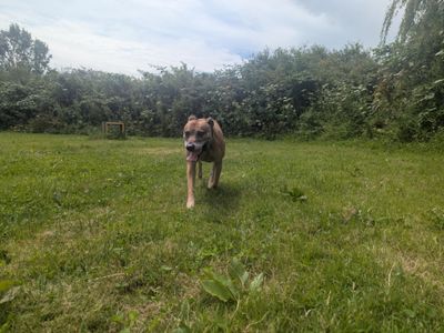 Spud | Terrier (Staffordshire Bull) Cross | Bridgend (Wales) - 3