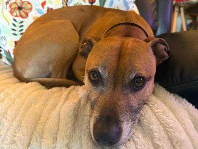 Spud | Terrier (Staffordshire Bull) Cross | Bridgend (Wales) - 3