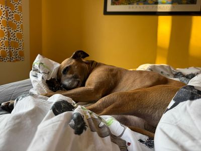 Spud | Terrier (Staffordshire Bull) Cross | Bridgend (Wales) - 5