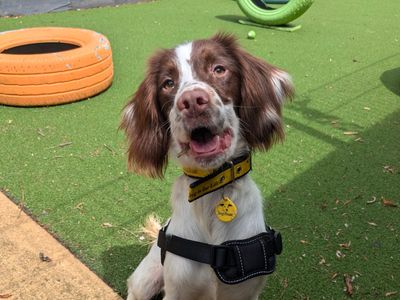 Primrose | Spaniel (English Springer) Cross | Shoreham (Sussex) - 2