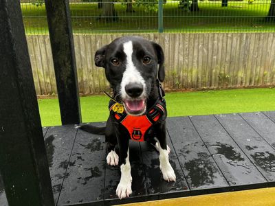 Bea | Collie (Border) Cross | Canterbury - 3