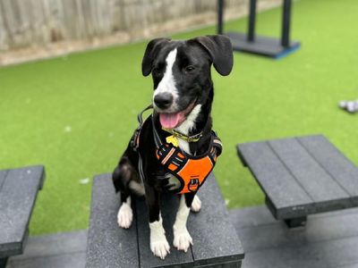 Breeze | Collie (Border) Cross | Canterbury - 1