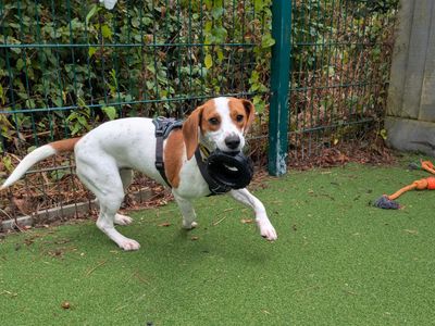 Clover | Beagle | Shoreham (Sussex) - 5