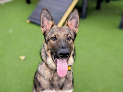 Elvis | German Shepherd Dog | Cardiff - 3