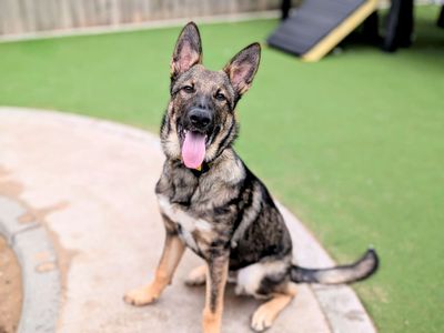 Elvis | German Shepherd Dog | Cardiff - 5