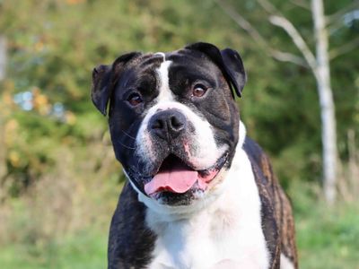 Loki | American Bulldog | Darlington - 1