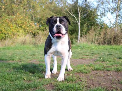 Loki | American Bulldog | Darlington - 3
