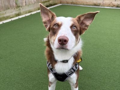 Sol, a 1 year old male Border Collie available for adoption from Dogs Trust in Northern Ireland