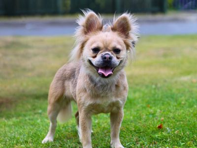 Snowy | French Bulldog Cross | Manchester - 3