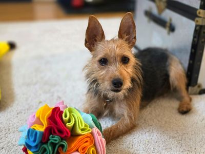Josie | Terrier (Australian) | Shoreham (Sussex) - 5