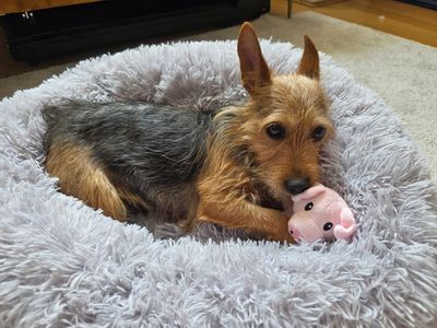 Josie | Terrier (Australian) | Shoreham (Sussex) - 3