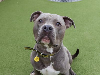 Mitch | Terrier (Staffordshire Bull) | Evesham (Worcestershire) - 1