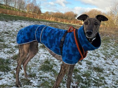 Luigi | Greyhound | Shrewsbury (Shropshire) - 1