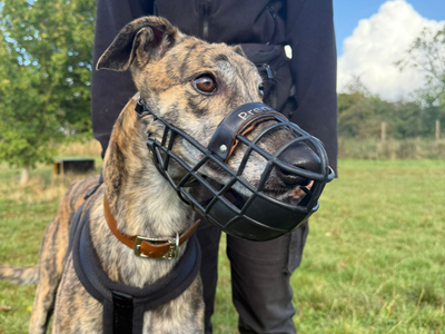 Jim | Greyhound | Shrewsbury (Shropshire) - 3