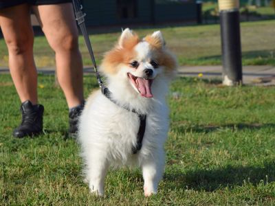 Misty and Ziggy | Pomeranian | Harefield West London - 1