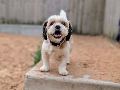 Jake | Shih Tzu Cross | Cardiff - 1