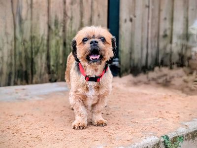 Fizz | Shih Tzu Cross | Cardiff - 1