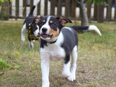 Ant | Crossbreed | Harefield West London - 3