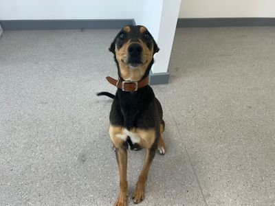 Goose | Lurcher | Cardiff - 5