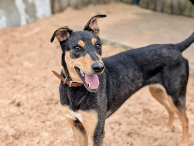 Goose | Lurcher | Cardiff - 3