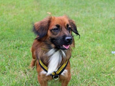 Pixie | Terrier (Jack Russell) Cross | Merseyside (Liverpool) - 2