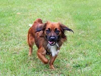 Pixie | Terrier (Jack Russell) Cross | Merseyside (Liverpool) - 3