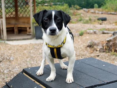 Daisy | Terrier (Jack Russell) | Merseyside (Liverpool) - 2