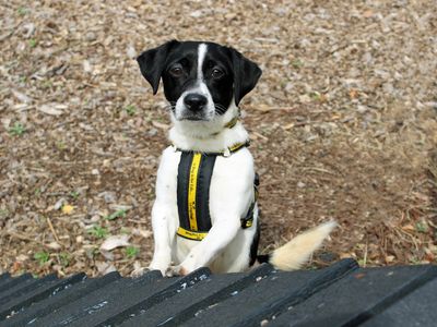 Daisy | Terrier (Jack Russell) | Merseyside (Liverpool) - 3
