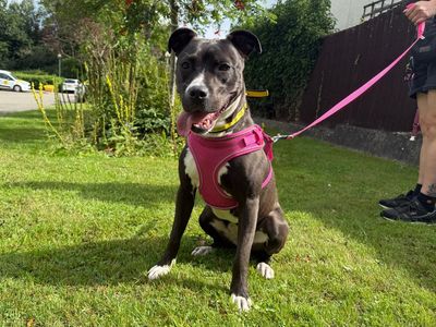 Sox | Lurcher Cross | Kenilworth (West Midlands) - 3