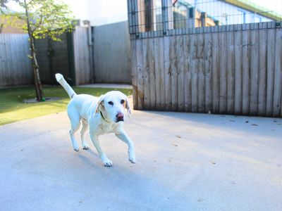 Marley | Foxhound | Manchester - 3