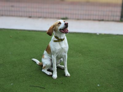 Patch | Foxhound | Manchester - 3