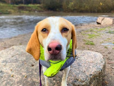 Patch, a 2 years old male Foxhound available for adoption from Dogs Trust in Greater Manchester