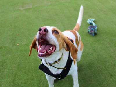 Patch, a 2 years old male Foxhound available for adoption from Dogs Trust in Greater Manchester