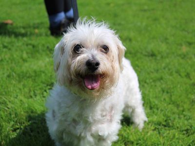 Tina | Shih Tzu Cross | Glasgow - 3