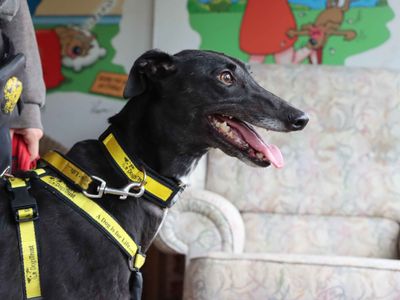 Tiny | Greyhound | Darlington - 2