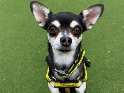 Wilma | Chihuahua (Smooth Coat) | Shrewsbury (Shropshire) - 3