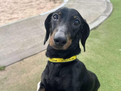 Joey | Dachshund (Miniature Smooth Haired) | Evesham (Worcestershire) - 5
