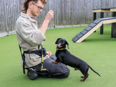 Joey | Dachshund (Miniature Smooth Haired) | Evesham (Worcestershire) - 3