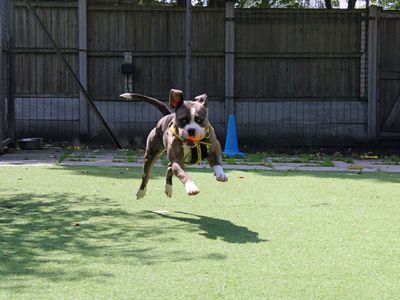Stella | Bulldog Cross | Merseyside (Liverpool) - 5