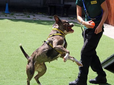 Stella | Bulldog Cross | Merseyside (Liverpool) - 3