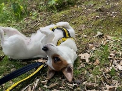 Pipsqueak | Terrier (Jack Russell) | West Calder (Edinburgh) - 5