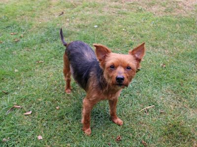 Bengie | Terrier (Yorkshire) | Merseyside (Liverpool) - 3