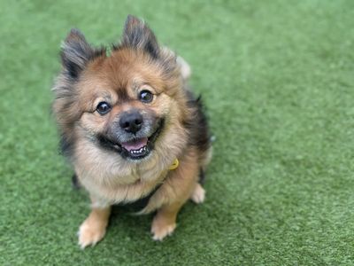 Bear — Pomeranian Cross