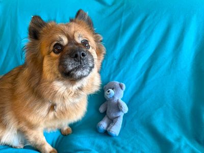 Bear | Pomeranian Cross | West Calder (Edinburgh) - 5