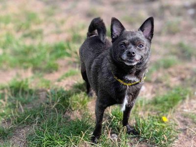 Norm | Chihuahua (Long Coat) Cross | Cardiff - 5
