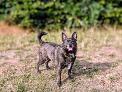 Norm | Chihuahua (Long Coat) Cross | Cardiff - 3