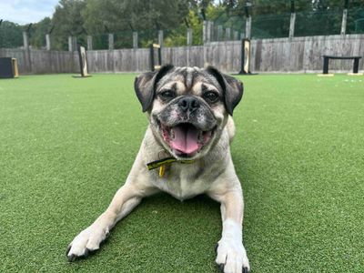 Winston | Pug Cross | Glasgow - 1